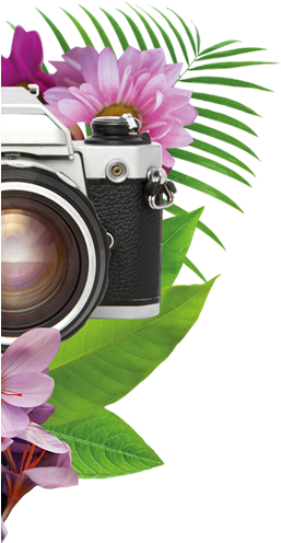 Hojas-m - Giant Protea (1185x972), Png Download