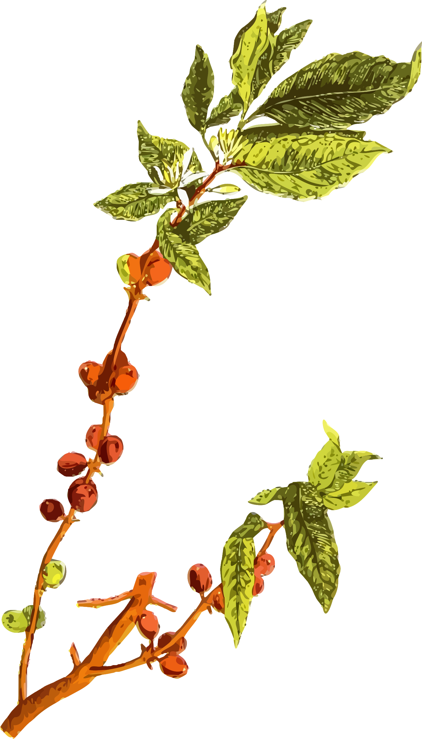Free Coffee Plant Drawing At Getdrawings - Coffee Bean Tree Png (1371x2400), Png Download