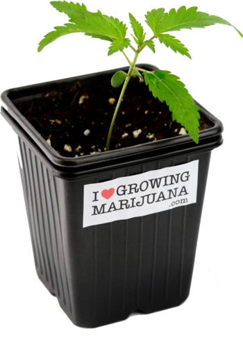 Beginner Seeds - Flowerpot (350x490), Png Download