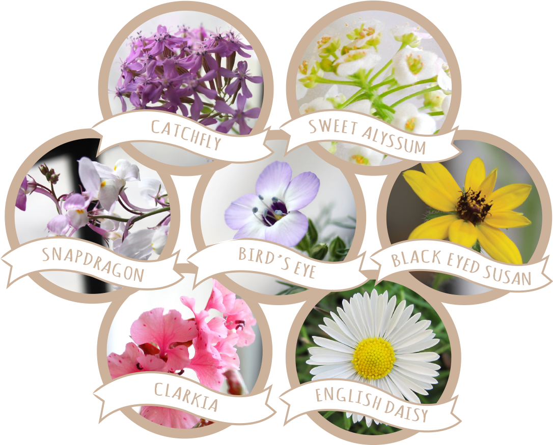 Wildflower Seed Paper Blend - Seed (1108x913), Png Download