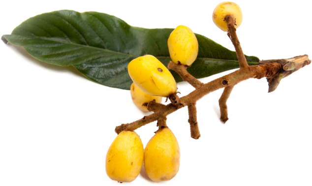 Nisperos, Or Loquats - Sweet Lemon (720x540), Png Download