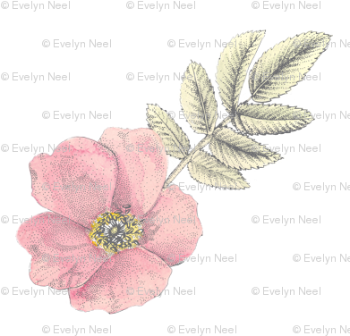 Watercolor Wild Rose White Large - Watercolor Painting (400x400), Png Download