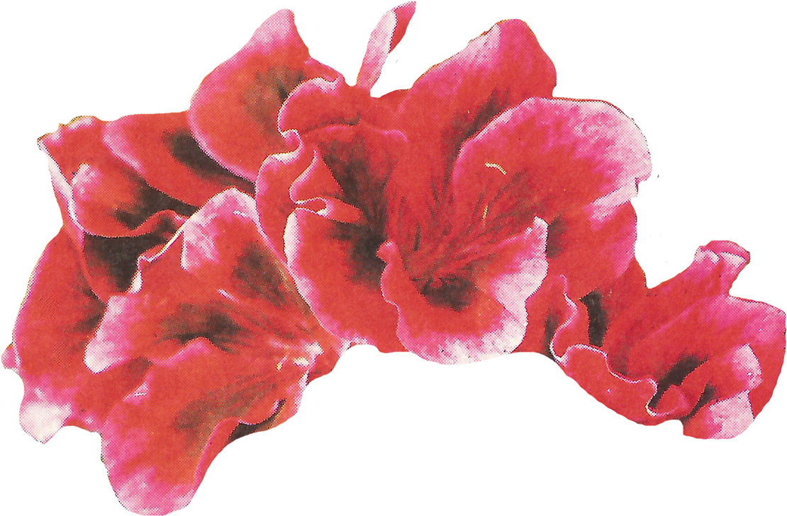 Inside Cover Collage For The January 2018 Issue Of - Poppy (1200x768), Png Download