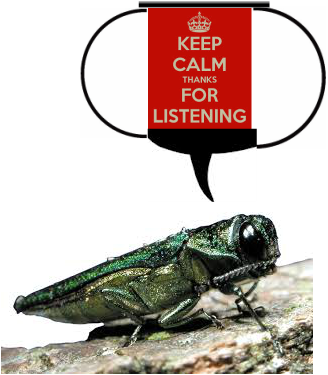 Emerald Ash Borer Invasive Species Mn (328x375), Png Download