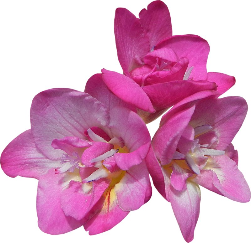 Floral Theme Floral Theme, Photo Quality - Artificial Flower (800x776), Png Download