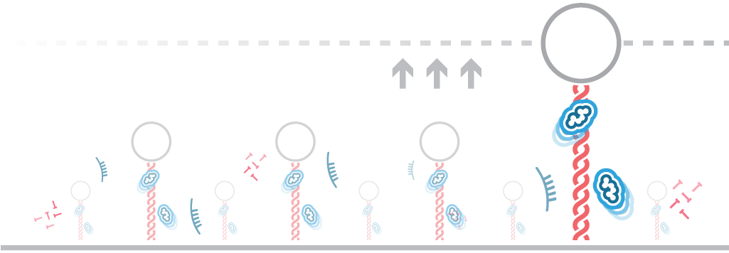 Afs Dna-protein Interactions General - Force Spectroscopy (1216x384), Png Download