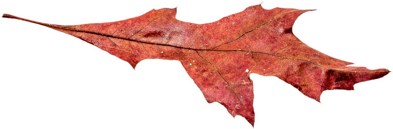 Autumn Broad Leaf - Autumn Leaf Pngs (400x400), Png Download