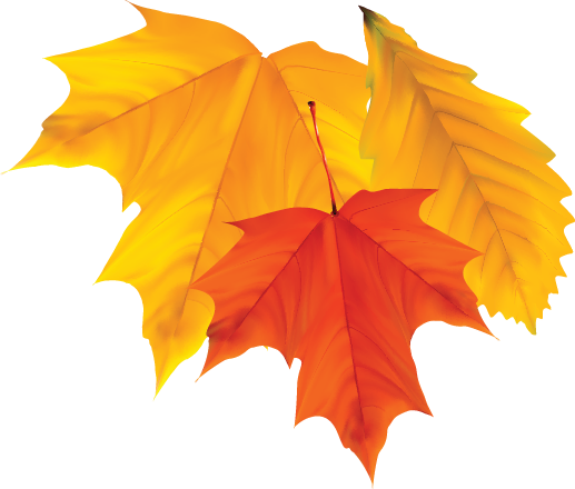 Community Ecumenical Thanksgiving Service - Maple Leaf (517x440), Png Download