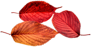 Autumn Beech Leaves - Transparent Leaf (400x400), Png Download