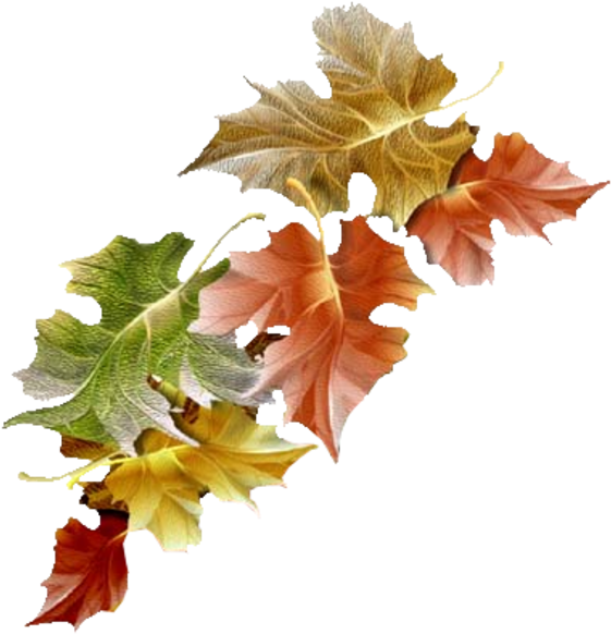 Tubes Arbres / Arbustes / Feuillages Watercolor Leaves, - Feuille D Automne Clipart (567x597), Png Download