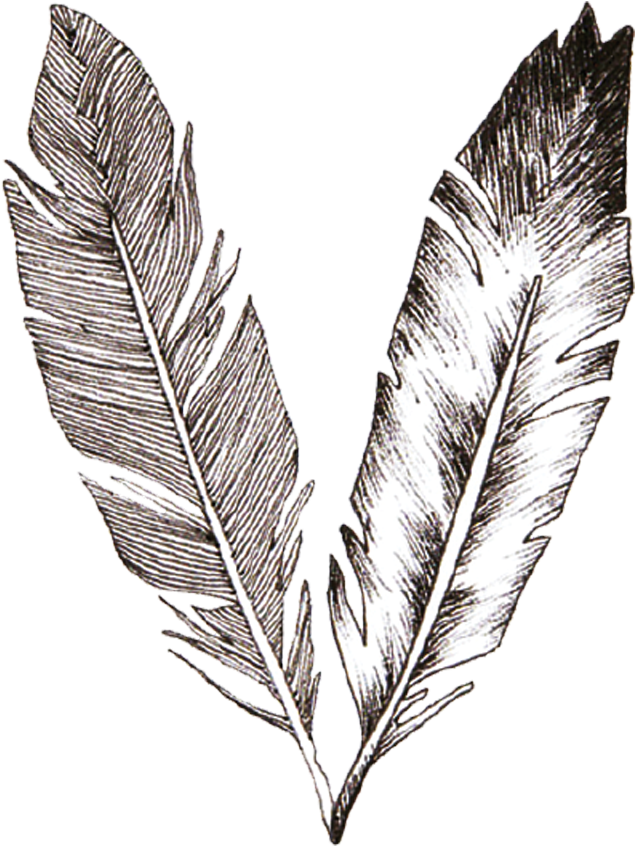 Feather-1527028361 - Feather Tattoo Transparent (1000x1000), Png Download