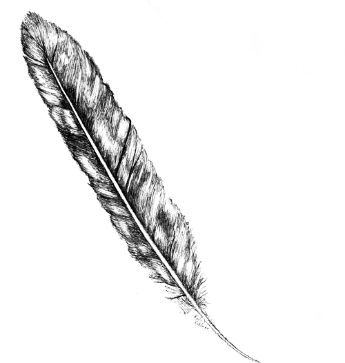 Owl (500x527), Png Download