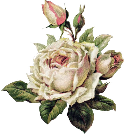 Pin By Costanza Carbone On Art Roses - White Vintage Flowers Png (529x571), Png Download