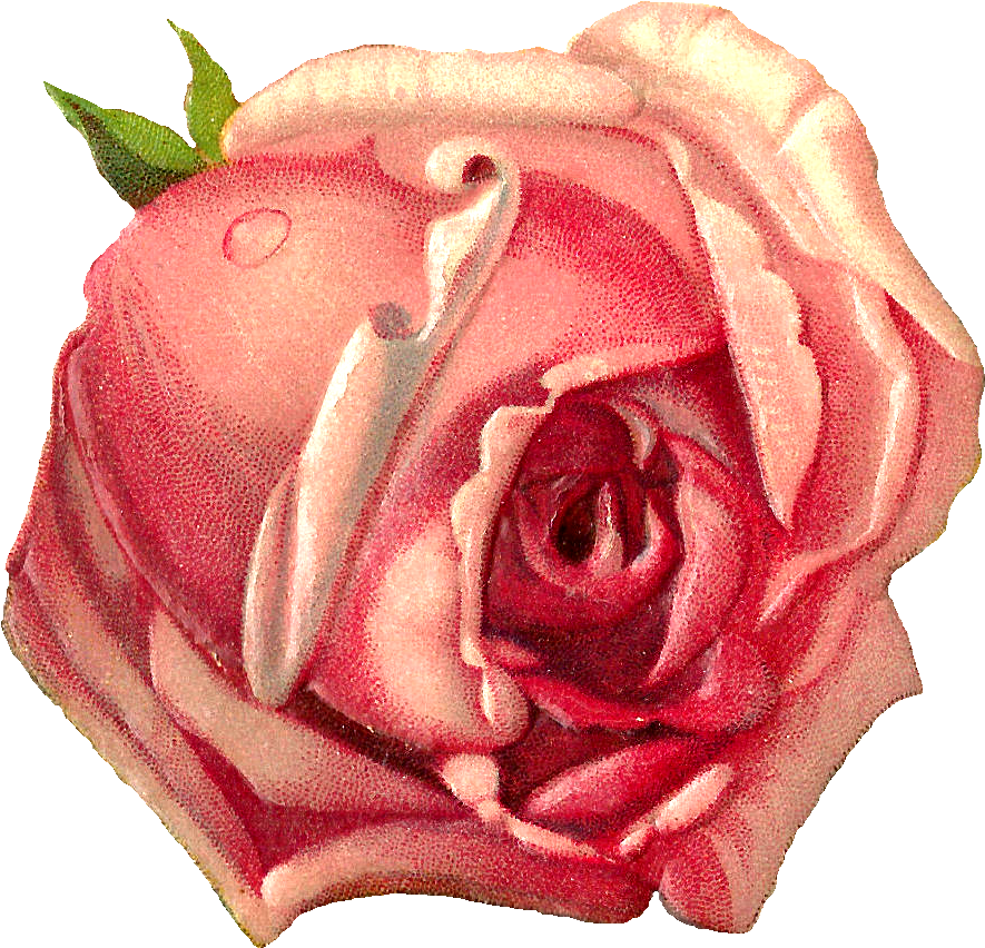 Rose Graphic Cliparts - Pink Rose Scrap Book (1308x1231), Png Download