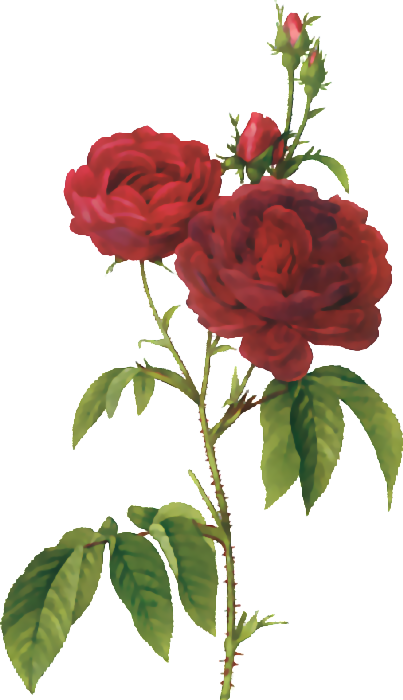 Flores Ilustraciones En Png Para Artesanía Y Diseños - Poems About Flowers And Love (403x700), Png Download