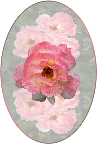 Click And Drag To Re-position The Image, If Desired - Common Peony (525x700), Png Download