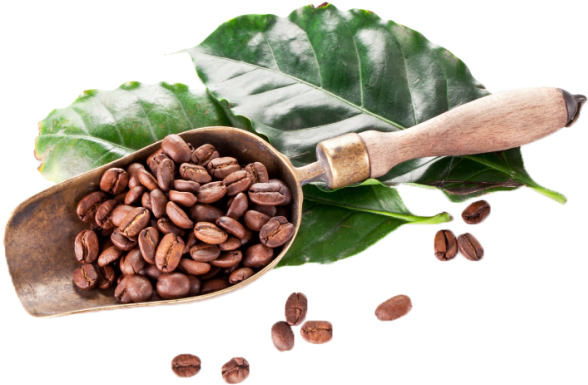 Single Coffee Bean Png Download - Coffee (600x404), Png Download