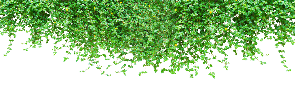 Gordon Jackson For Mobile, Aa/7 - Vines Transparent Png (1024x332), Png Download