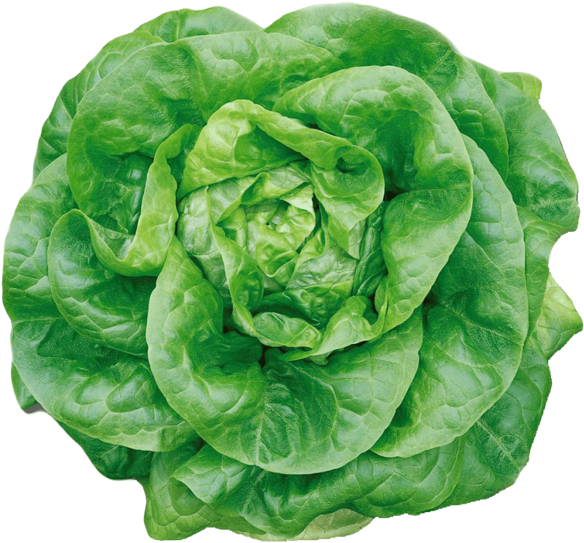 Free Png Butterhead Lettuce Png Images Transparent - Buttercrunch Butterhead Lettuce Seed (850x804), Png Download