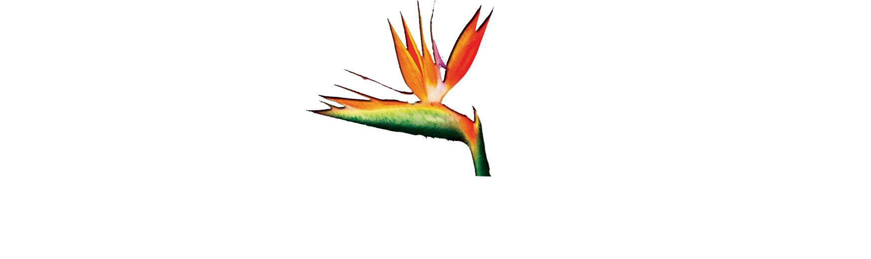 Playa Negra Guesthouse Boutique Hotel Playa Negra Guesthouse - Graphic Design (1756x518), Png Download