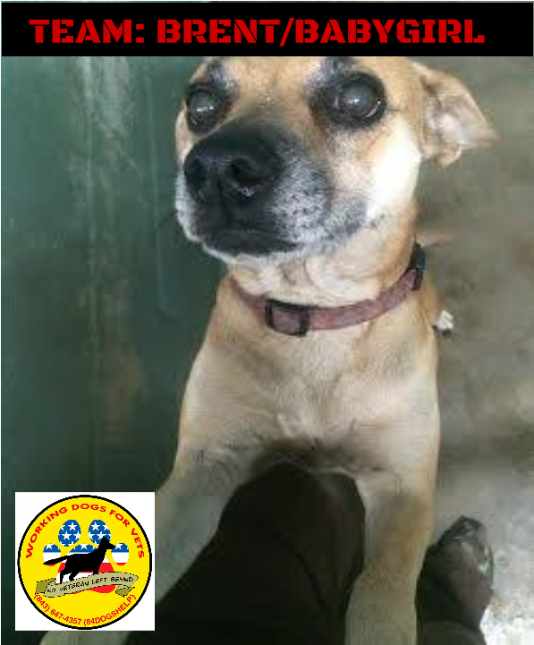 Team - Brandon/babygirl - Companion Dog (960x720), Png Download