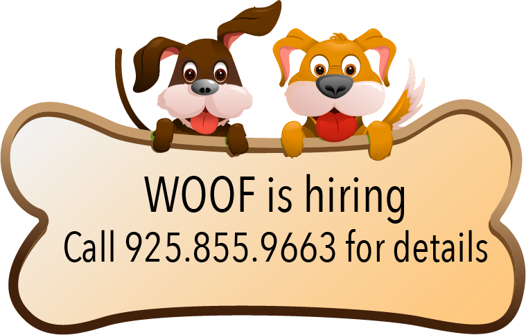 Advert - Doggie Daycare (759x484), Png Download