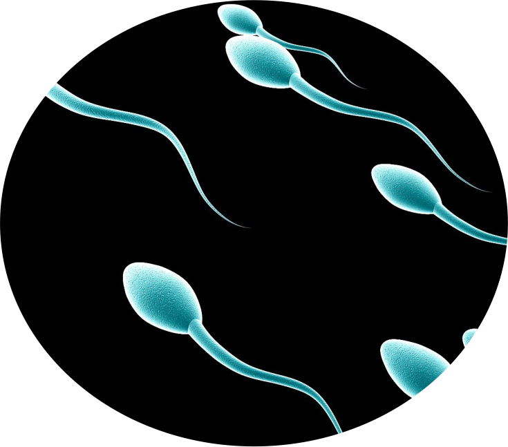 Totalcure Global Reasearch Ltd Herbal Cure For Natural - Nude Sleep Tamil Men (735x647), Png Download