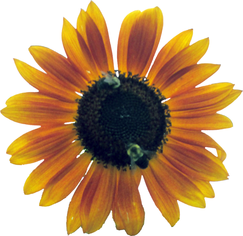 Seedlings Flower Outline 800×778 - Sunflower (800x778), Png Download