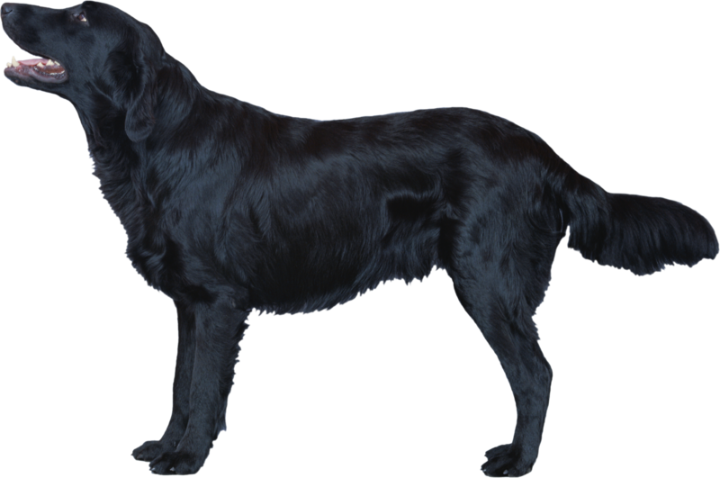 Dog Png, Download Png Image With Transparent Background, - Flat Coated Retriever Png (800x531), Png Download