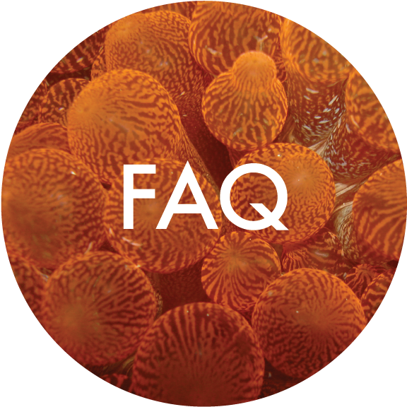 Faq-06 - Cake (757x707), Png Download