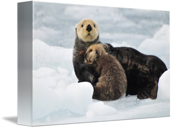 Mother And Pup Rest On An Ice - Sea Otter (650x487), Png Download