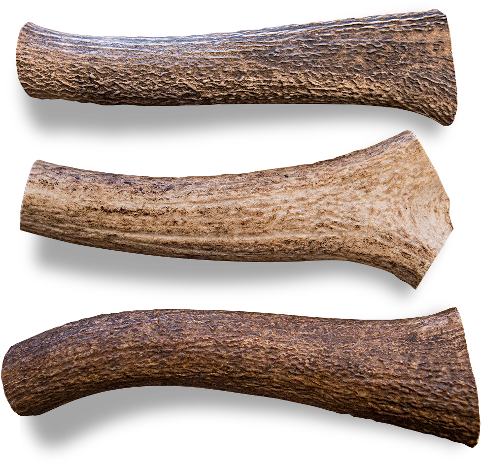 Antler Chew Elk - Wood (1024x1024), Png Download