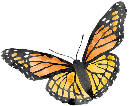 Mariposas - Monarch Butterfly (645x483), Png Download
