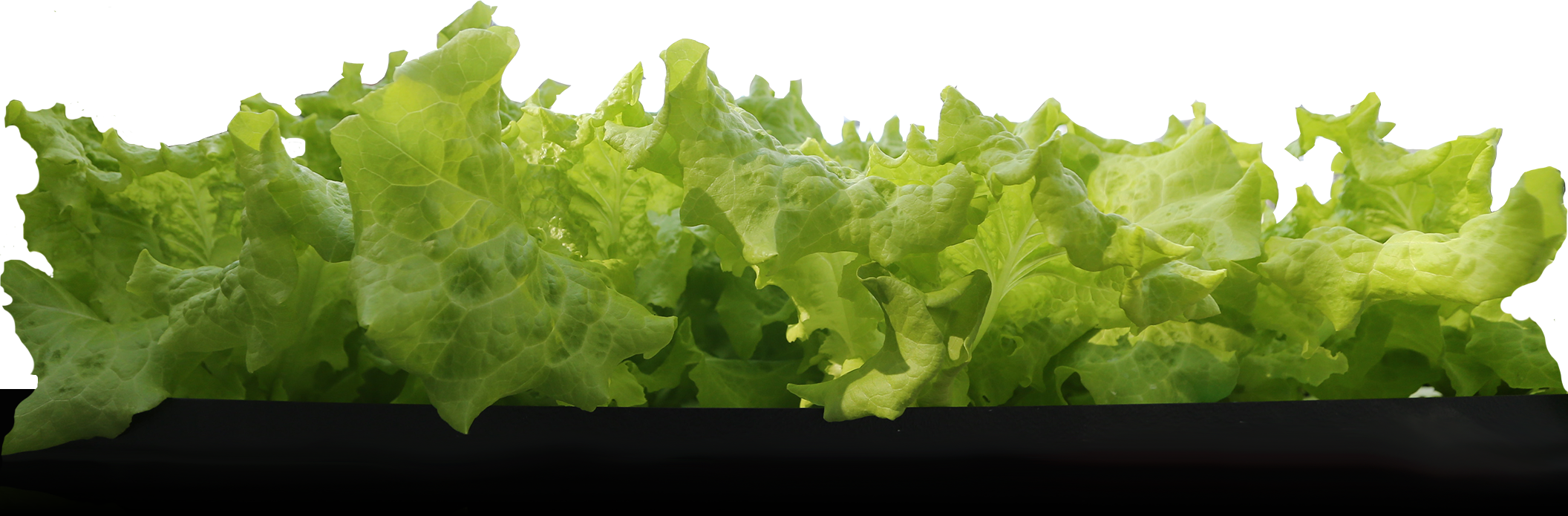 A Row Of Leaf Lettuce - Iceburg Lettuce (2112x695), Png Download
