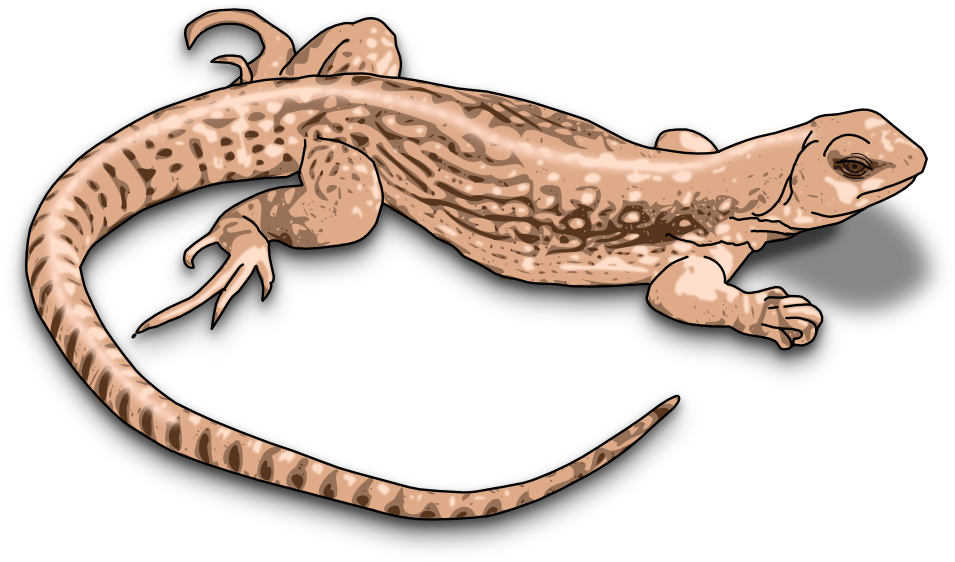 Lizard 999px 311 - Lizard Clipart (999x706), Png Download