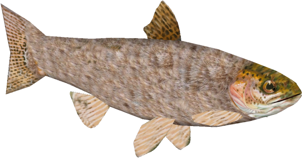 Furry Trout - Rainbow Trout (1024x1024), Png Download