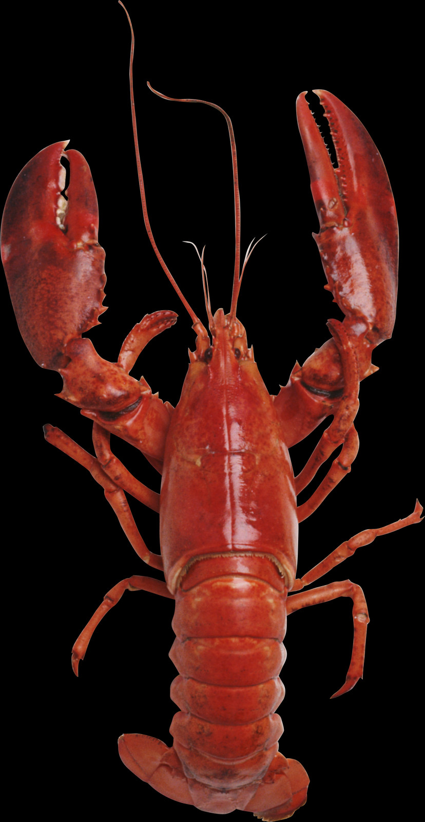 Wallpaper (828x1600), Png Download