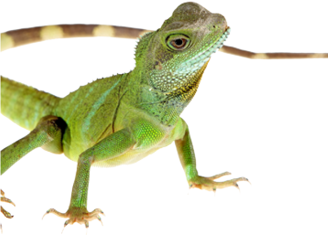 Lizard Clipart Chipkali - Lizard Transparent (640x480), Png Download