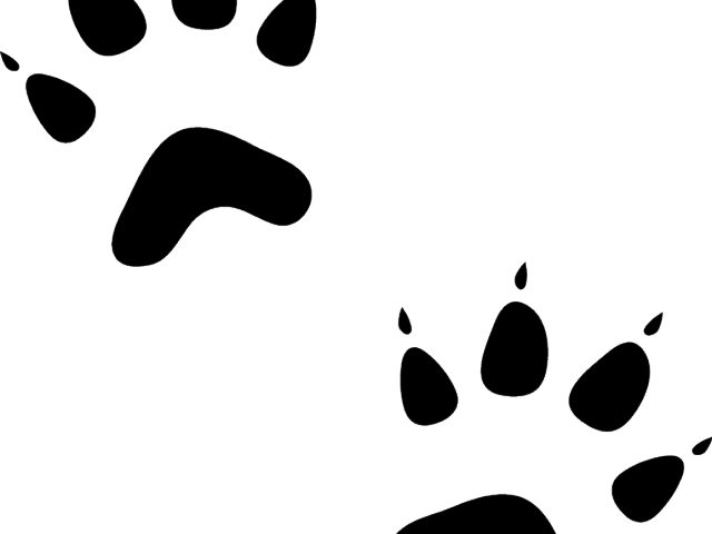 Cat Paw Prints Images - Transparent Background Pawprints Clipart (640x480), Png Download