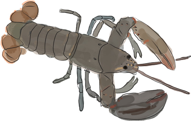 As Season Heats Up, We Dish Up A Quirky Guide To All - American Lobster (850x565), Png Download