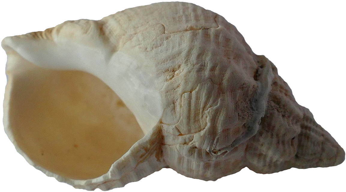 Picture Free Download Sea Clam Shells Png Image Picpng - Seashell (1280x853), Png Download