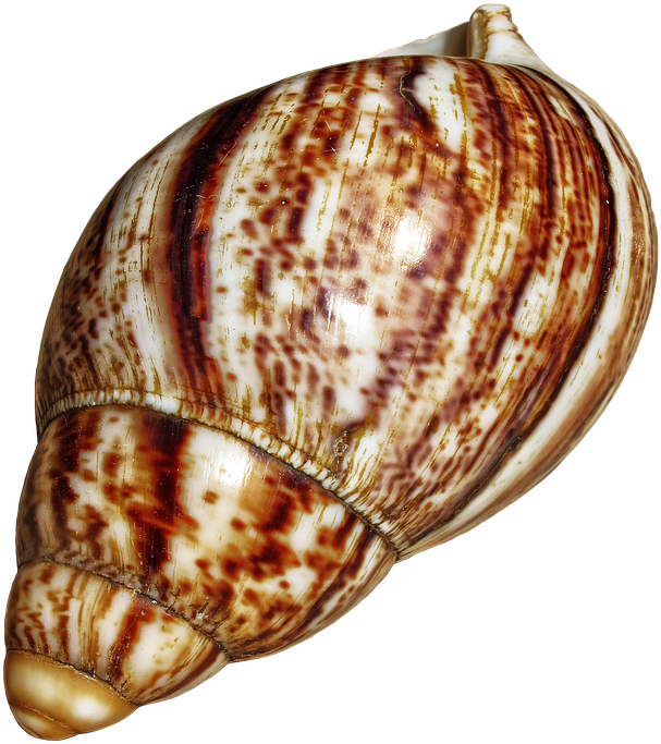 Snail Shell Png (655x720), Png Download