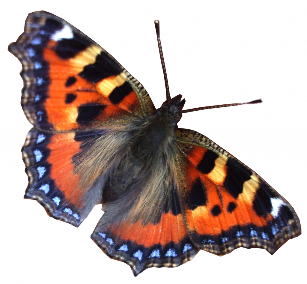 Miracle Real Pictures Of Butterflies Png 26546 Free - Free World (1024x947), Png Download