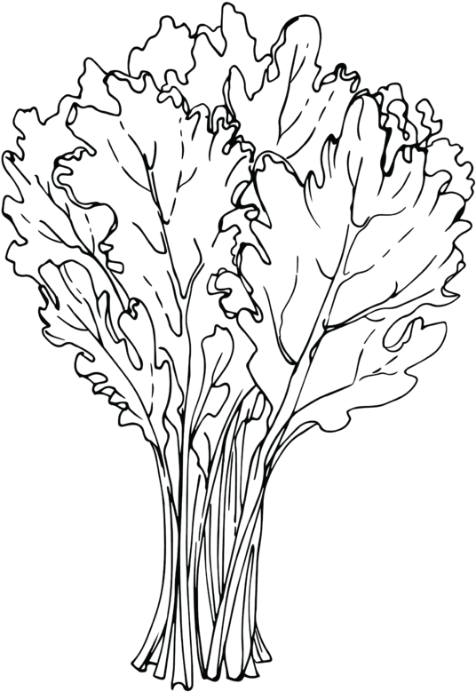 Kale Drawing (1000x1200), Png Download