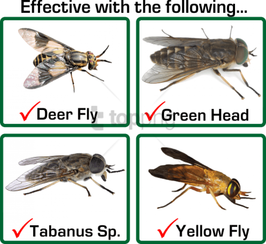 Free Png Download Horse Fly Vs Deer Fly Png Images - Membrane-winged Insect (850x781), Png Download
