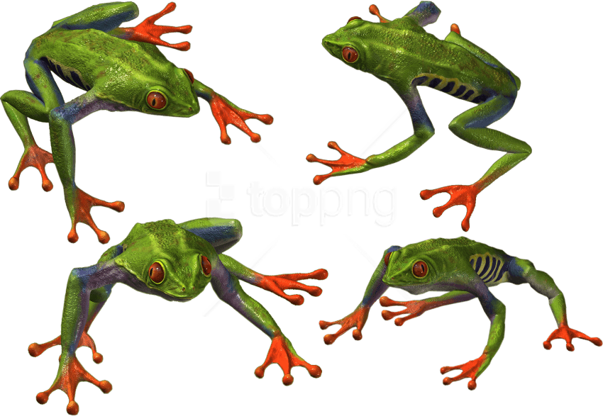 Free Png Download Frog Png Images Background Png Images - Frog (850x587), Png Download