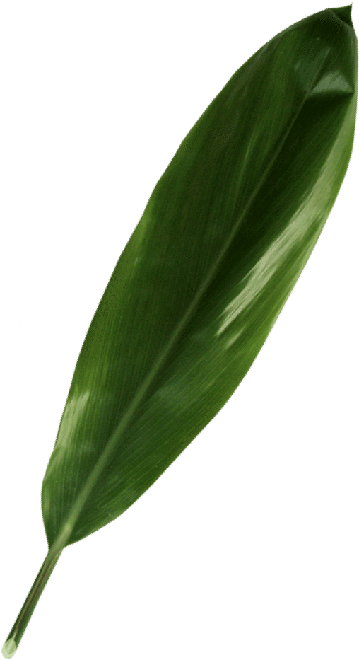 Green Ti Leaf - Ginger Family (1000x1000), Png Download