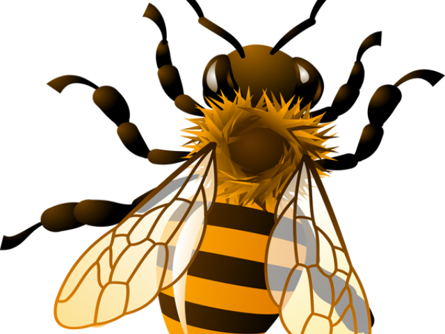 Bees Clipart Four - Honey Bee Clip Art (640x480), Png Download