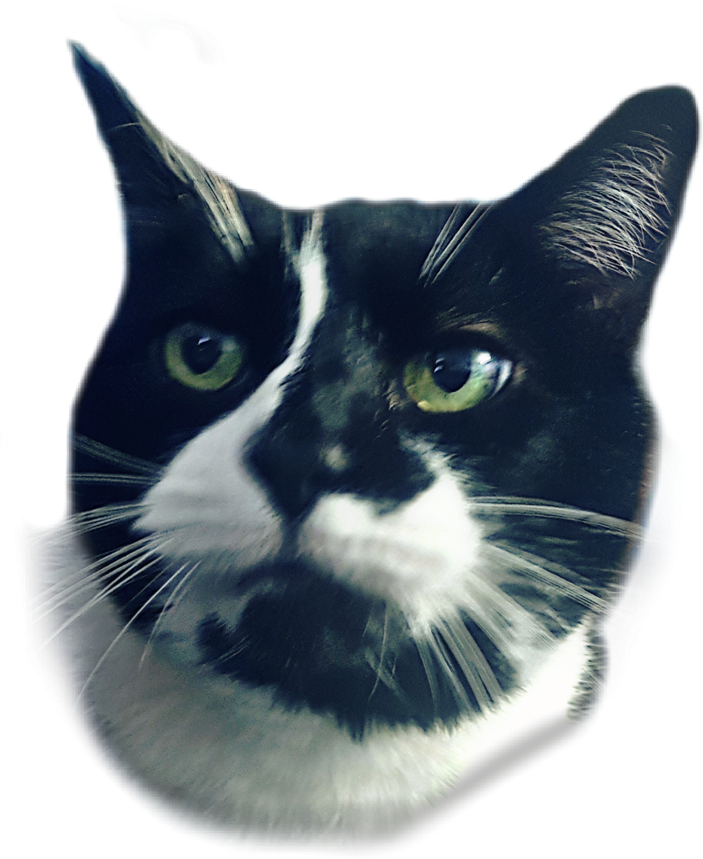 Cathead Sticker - Domestic Short-haired Cat (1024x1251), Png Download