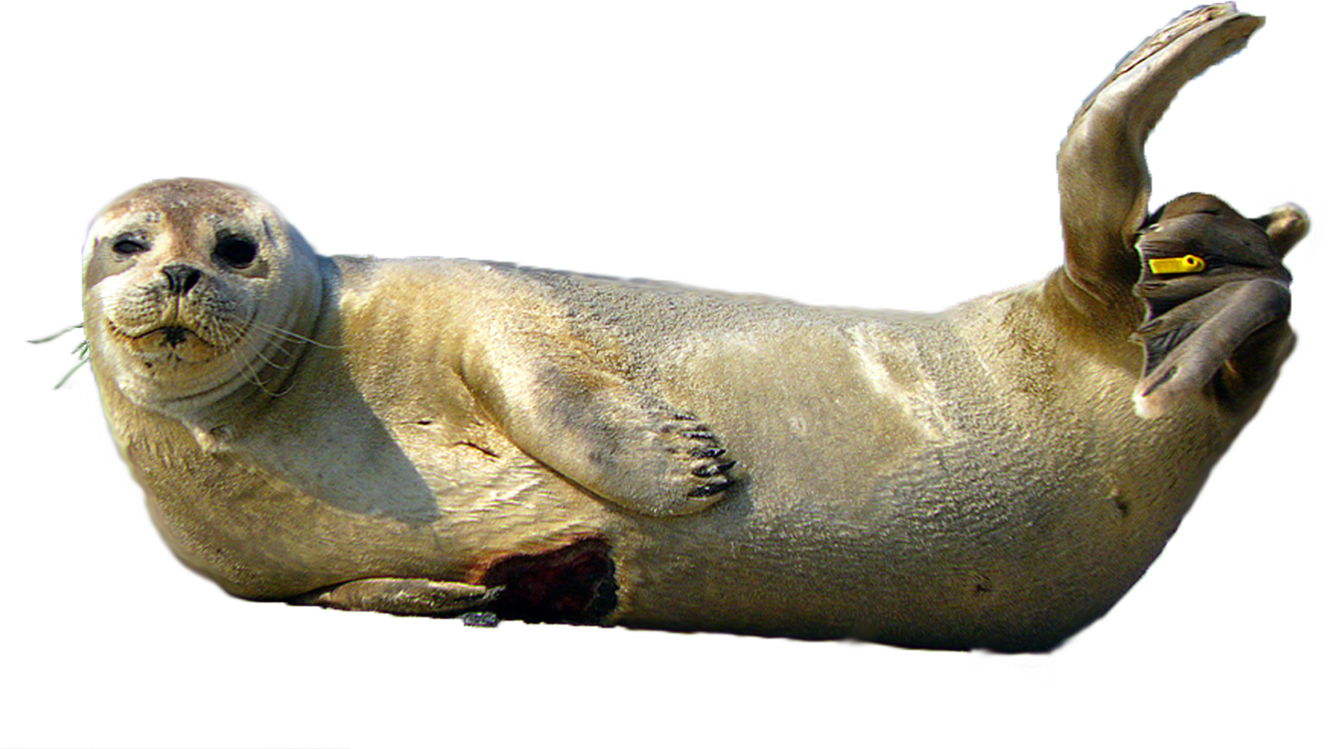 Download Png Image Report - Common Seal (1890x1417), Png Download